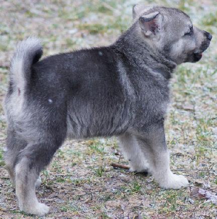 7 weeks