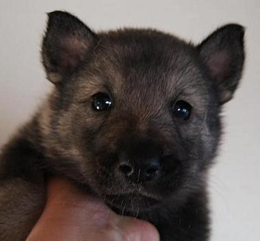 4 weeks
