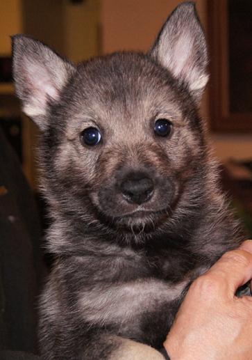 6 weeks