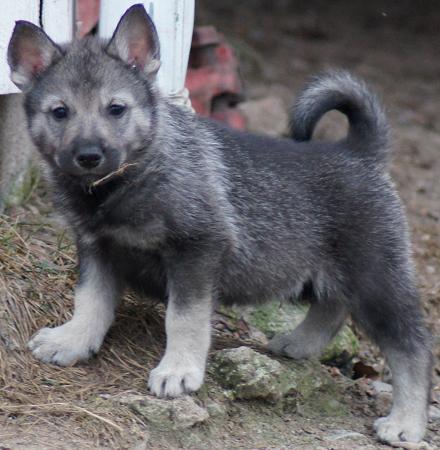 7 weeks