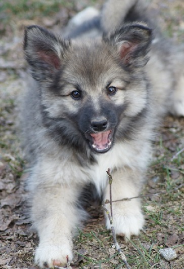 10 weeks