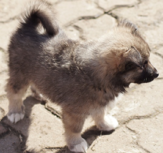 7 weeks