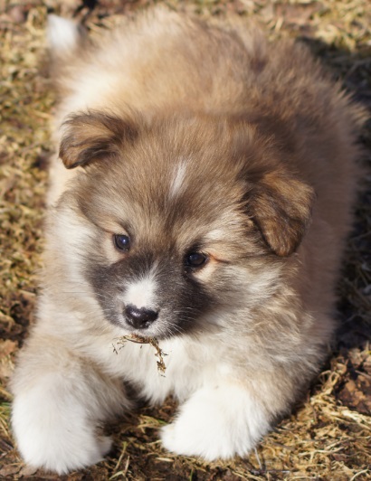 7 weeks