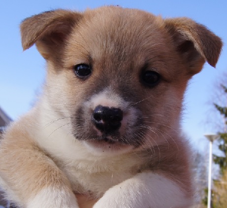 6 weeks