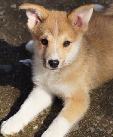 10 weeks