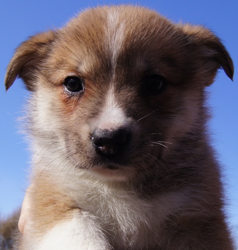 6 weeks