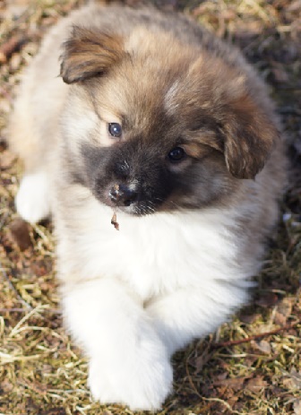 7 weeks