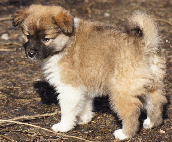 7 weeks