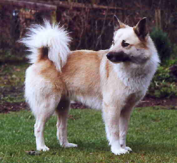 Smari