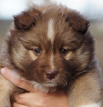 6 weeks