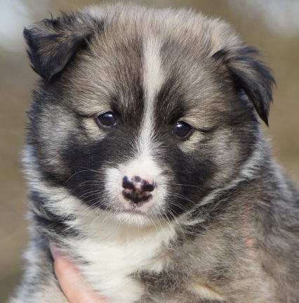 6 weeks