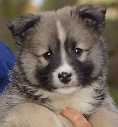 7 weeks