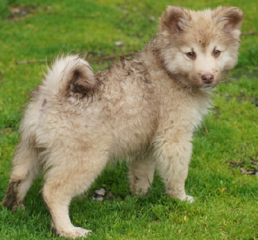 12 weeks