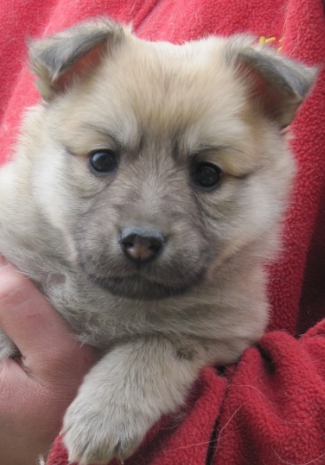 5 weeks