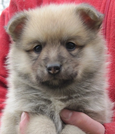 5 weeks