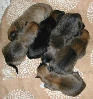 1 day old
