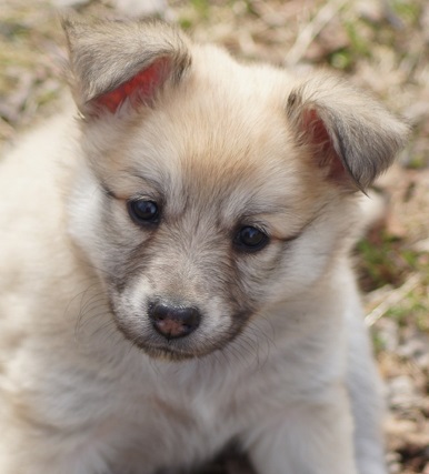 6 weeks