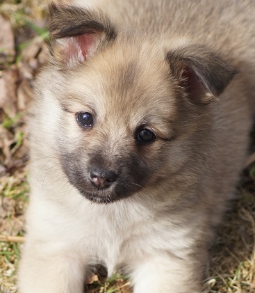 6 weeks