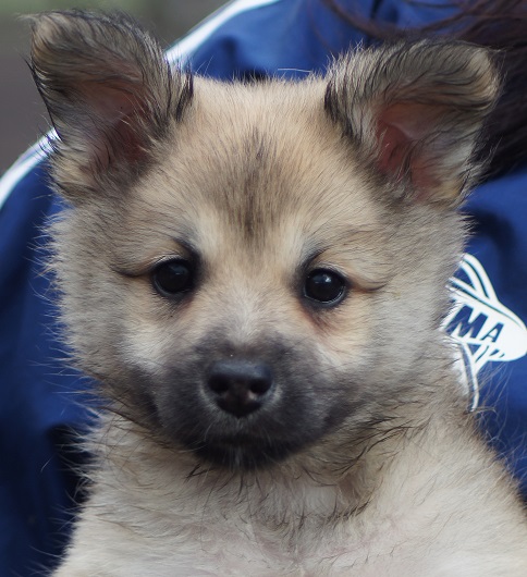 8 weeks