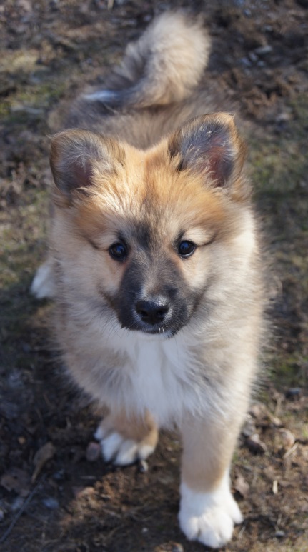 11 weeks