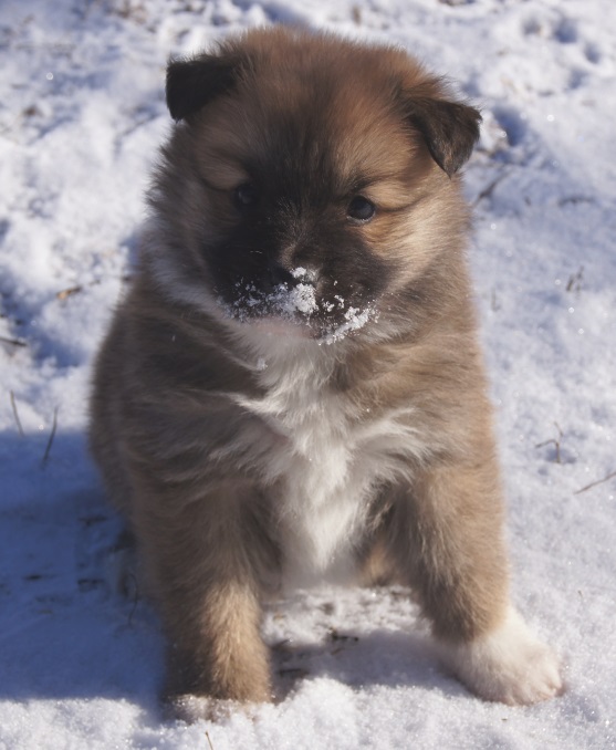 5 weeks