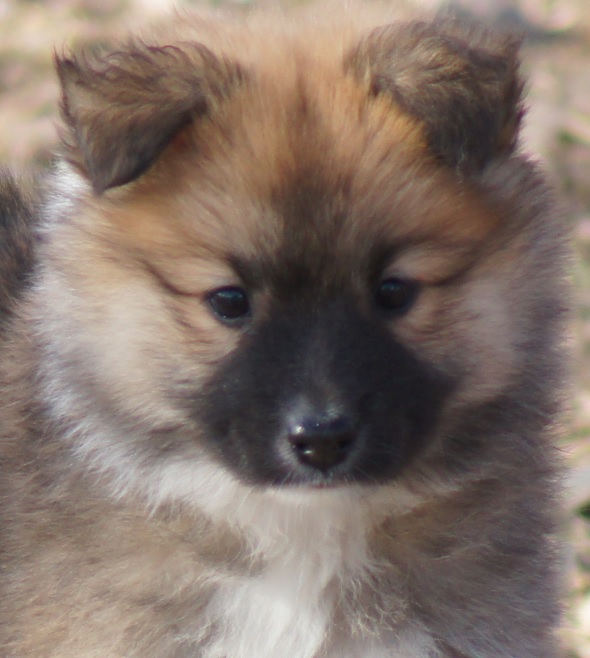 7 weeks