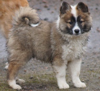 12 weeks
