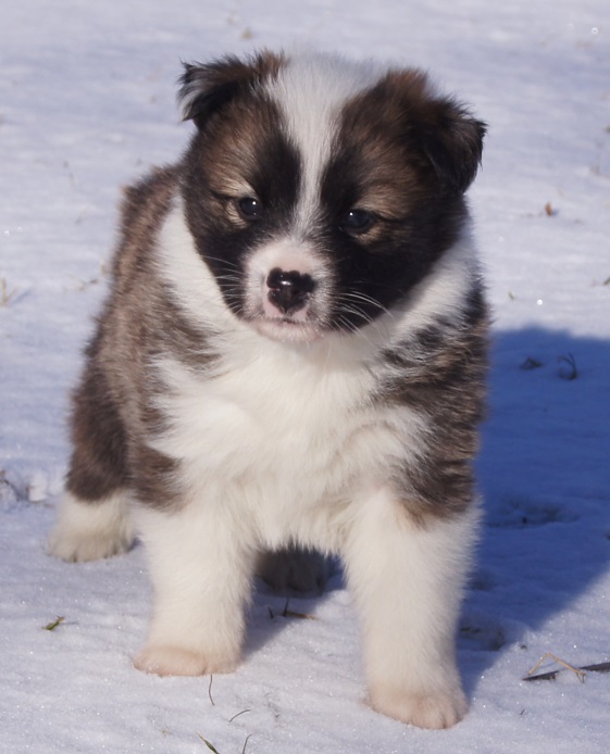 5 weeks