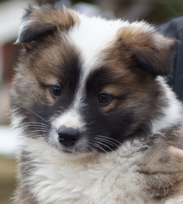 8 weeks