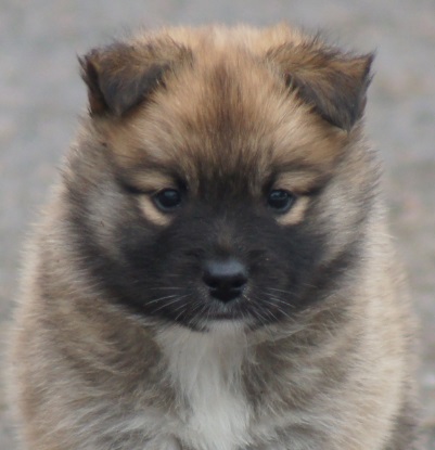 6 weeks
