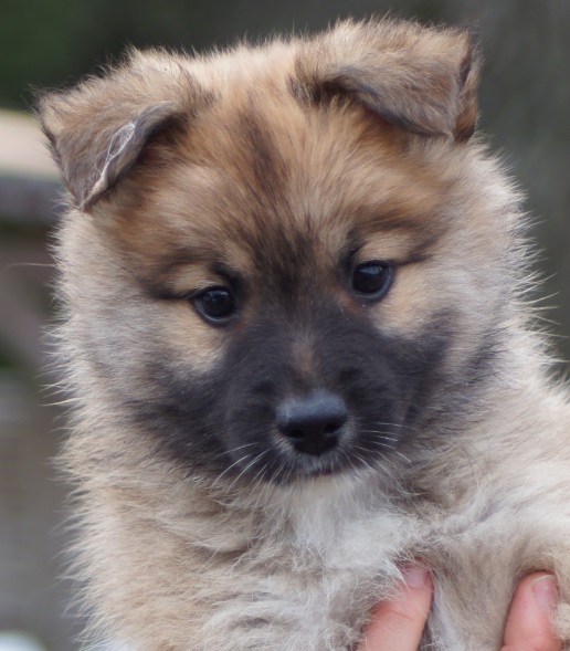 8 weeks