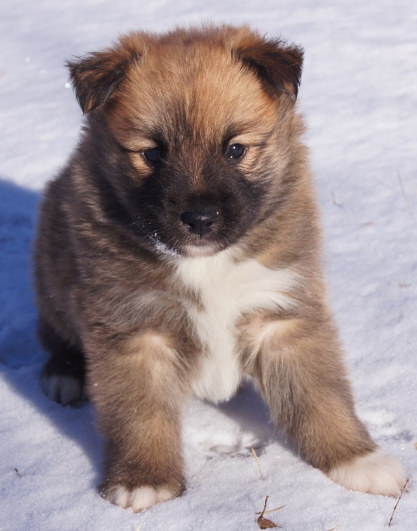 5 weeks