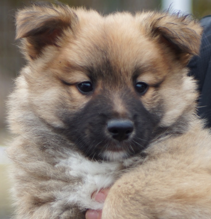 8 weeks
