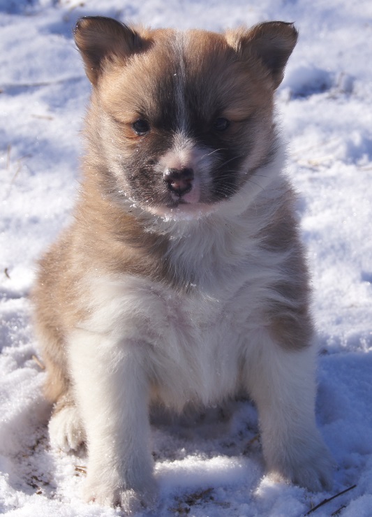 5 weeks