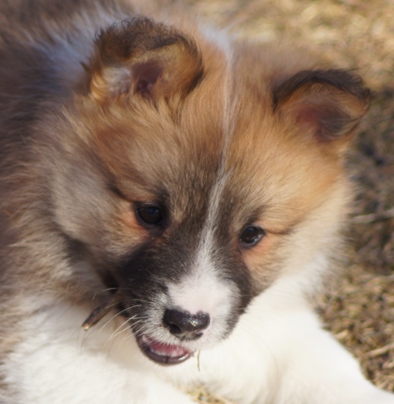 7 weeks
