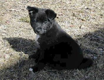 alma 8weeks