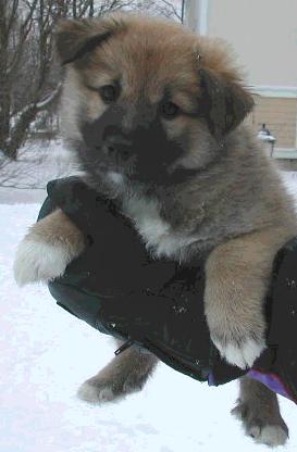 6,5 weeks